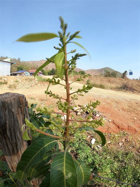 mango flower | Mango flower, Flowers, Garden