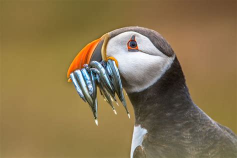 iceland-puffin-feeding-adstk