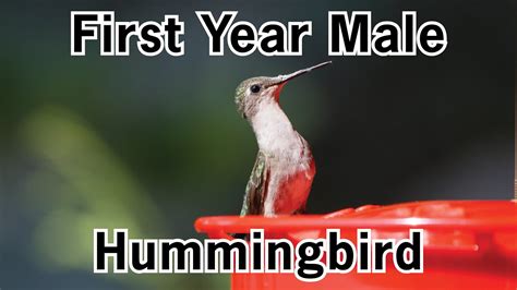 First Year Male Ruby throated Hummingbird- Feeding - YouTube