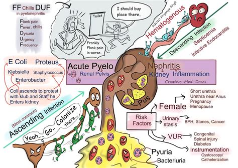 Acute Pyelonephritis - Creative Med Doses