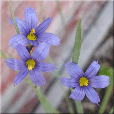 WILDFLOWER SEEDS - Sisyrinchium montanum (Blue Eyed Grass) Wild Flower ...