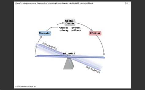 homeostasis Diagram | Quizlet