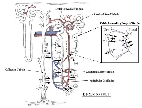 Pin on kidney anatomy