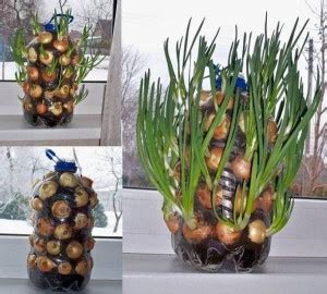 How to Grow Onions Vertically On The Windowsill