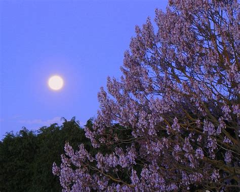 Purple Moon Tree | Sarah Macmillan | Flickr