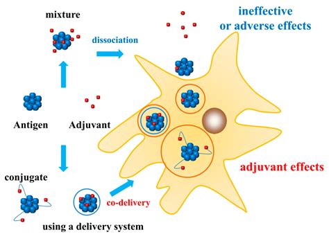 Vaccines | Free Full-Text | Better Adjuvants for Better Vaccines: Progress in Adjuvant Delivery ...