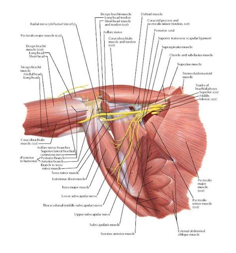 Axilla: Posterior Wall Anatomy | Nerve anatomy, Human anatomy picture ...