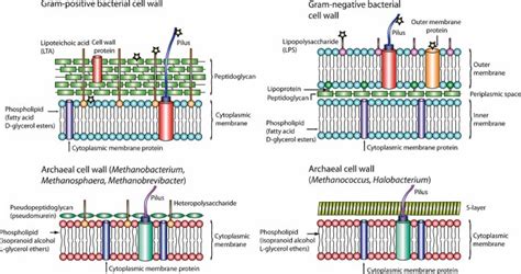 Archaea Vs Bacteria Cell Wall