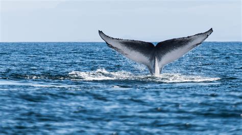 Antarctica’s blue whales return to South Georgia a century after they were nearly wiped out | I ...