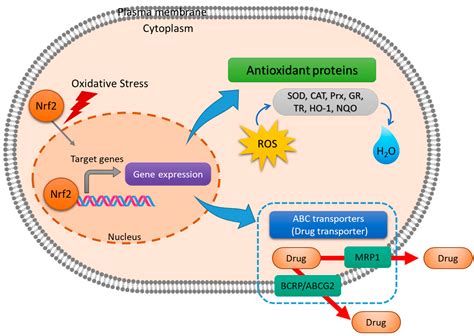 Antioxidants | Free Full-Text | Redox-Mediated Mechanism of ...