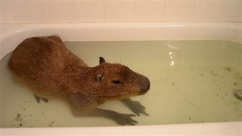 Capybara relaxing in bathtub (part 1 of 3) - YouTube