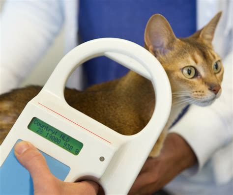 Should You Microchip Your Pet? - Muller Veterinary Hospital