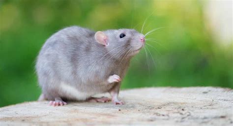 What Sound Does A Rat Make? Learn What He’s Saying