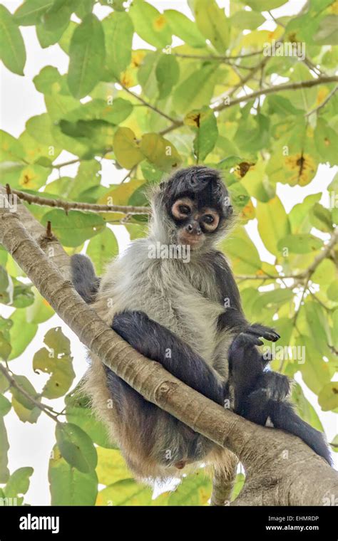 Spider Monkey (Atelidae) Yucatan Mexico Stock Photo - Alamy