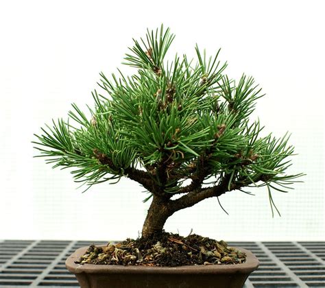 Bonsai Tree Dwarf Mugo Pine DMP 1016A | Bonsai tree, Mugo pine, Bonsai