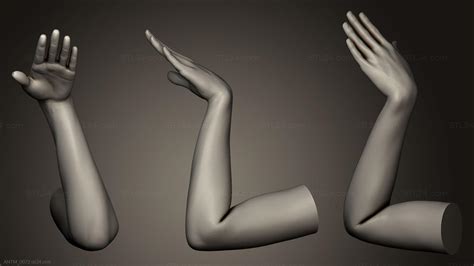 Anatomy of skeletons and skulls - Female Arm Pose 6, ANTM_0072. 3D stl ...