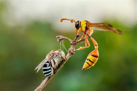 Premium Photo | Close-up of bee and wasp