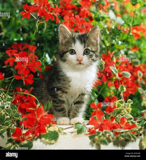 domestic cat - kitten between flowers Stock Photo - Alamy