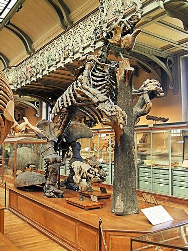 Megatherium Americanum In The Gallery of Paleontology - Pa… | Flickr