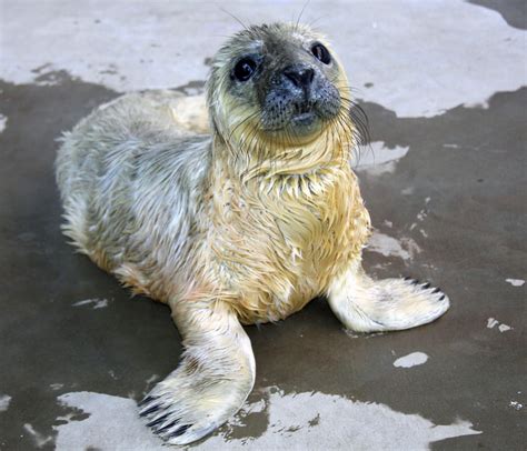 Smithsonian Insider – Gray seal pup born | Smithsonian Insider