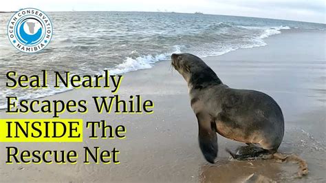 Seal Nearly Escapes While INSIDE The Rescue Net - YouTube