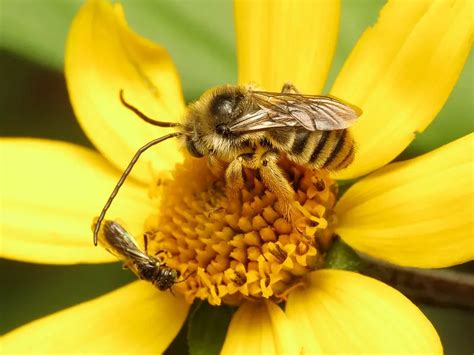 Meet Eucera Longicornis: The Long-Horned Bee With A Tale To Tell ...