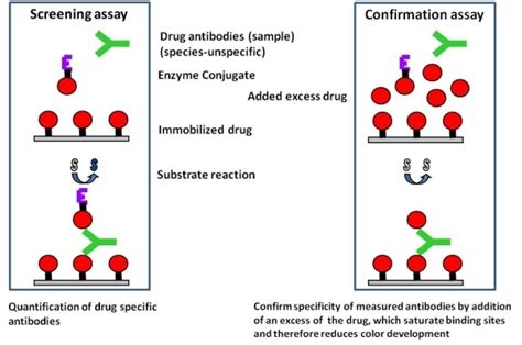 ELISA-Development.com: assay validation, sample measurement, antigen design, protein purification