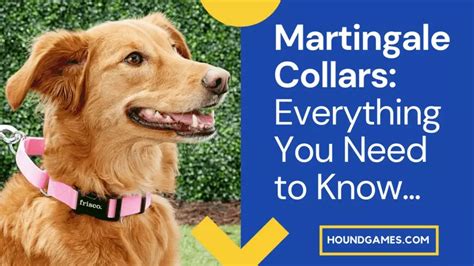 Martingale Dog Collars: (What are They, How to Use Them, and Are They ...