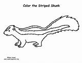 Skunk Coloring Page sketch template