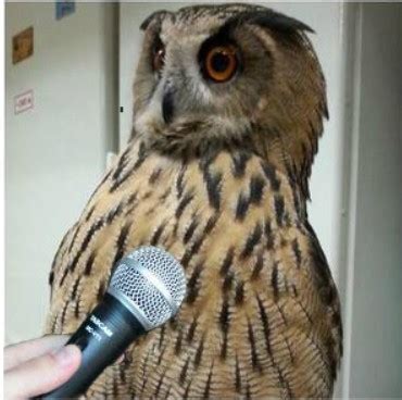 #yoll the owl on Tumblr