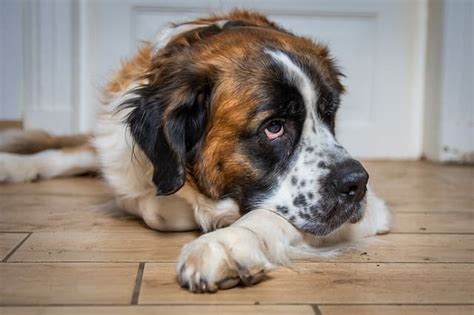 Ultimate List of Top 100+ Unique St. Bernard Dog Names for 2022