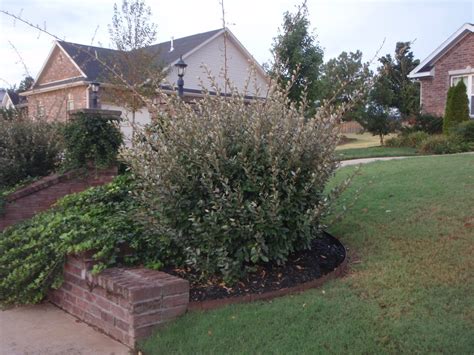 Elaeagnus pungens (Silverthorn, Thorny Elaeagnus, Thorny Olive) | North Carolina Extension ...