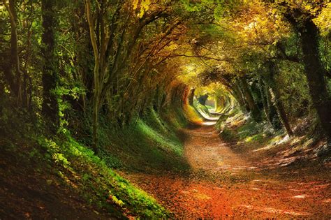 Tree tunnel in Halnaker, West Sussex. It's an old Roman road that used to connect London and ...