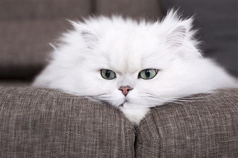 do persian cats cause allergies - Sustained Memoir Gallery Of Photos