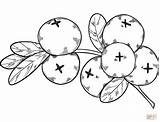 Cranberries coloring Page  Free Printable Coloring Pages sketch template