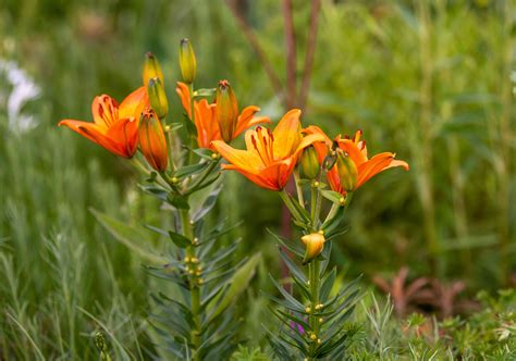 How to Grow and Care for Orange Lily (Lilium bulbiferum)