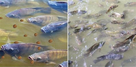 Cost of Tilapia Fish Farming in India - A Full Guide | Agri Farming