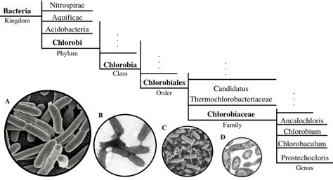 Taxonomy of Green Sulfur Bacteria (GSB). (A) Scanning electron ...