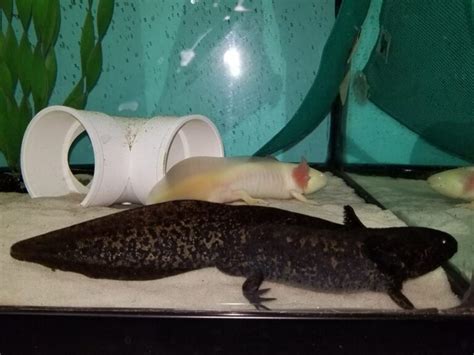 transgenic axolotls – Water Critters