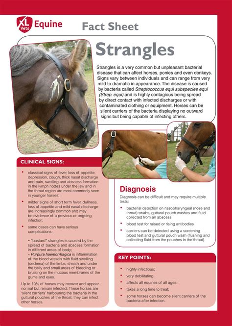 Strangles factsheet by Paragon Equine - Issuu