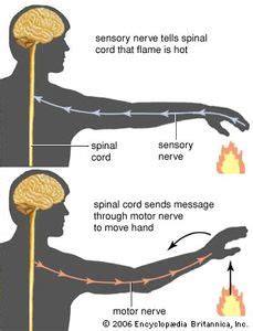 Unconditioned reflex | physiology | Britannica