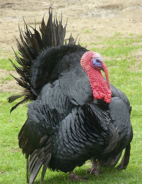File:Turkey bird J2.JPG - Wikimedia Commons