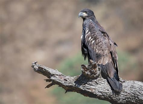 Bald Eagle Fledgling Photograph by Sue Griffin - Fine Art America