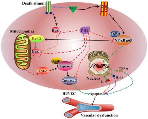 Procyanidin B2 inhibits lipopolysaccharide‑induced apoptosis by ...