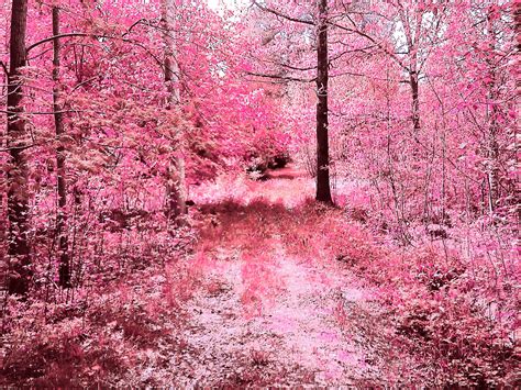 Thick Pretty Pink Forest- http://wallpapershd.org/nature/forest-scenery/red-forest-hd-wallpaper ...