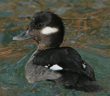 Bufflehead female (With images) | Duck species, Bird life list, Aquatic birds