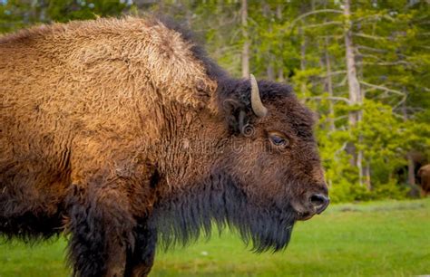 Selective Focus of Huge Brown Bison Crossing the Road in Yellowstone National Park in a Blurred ...