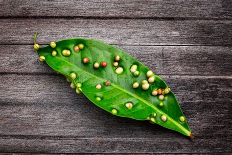 Fungus Disease on Leaf,Disease Spots Stock Image - Image of leaf, fungus: 99346791