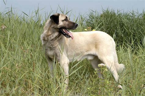 Kangal Shepherd Dog [Ultimate Guide: Health, Personality & More]