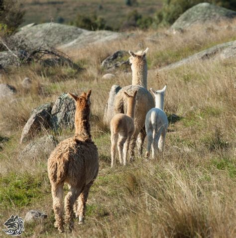 Letters: Small Farming: Alpaca shearing